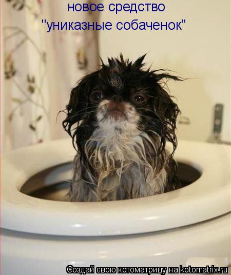 новое средство "униказные собаченок"... Котоматрица: новое средство "униказные собаченок"