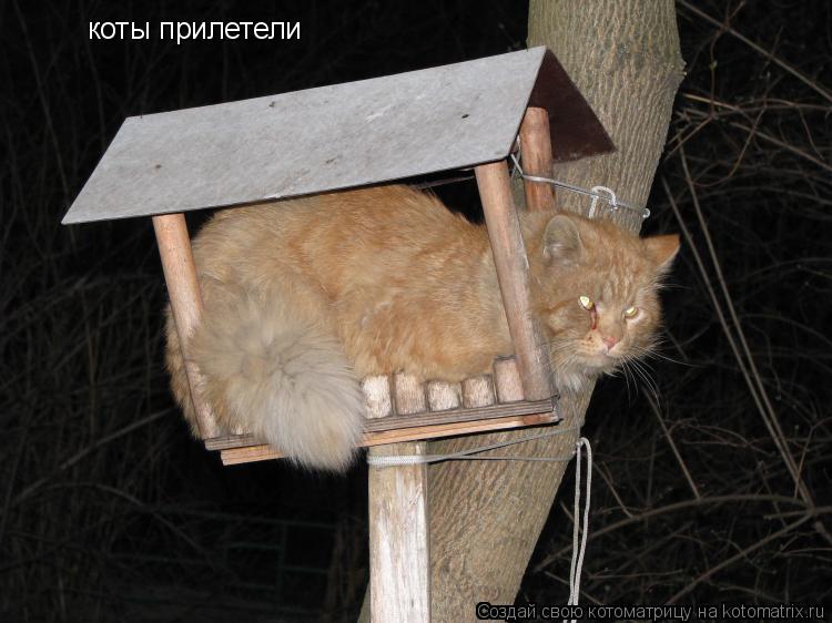 коты прилетели... Котоматрица: коты прилетели