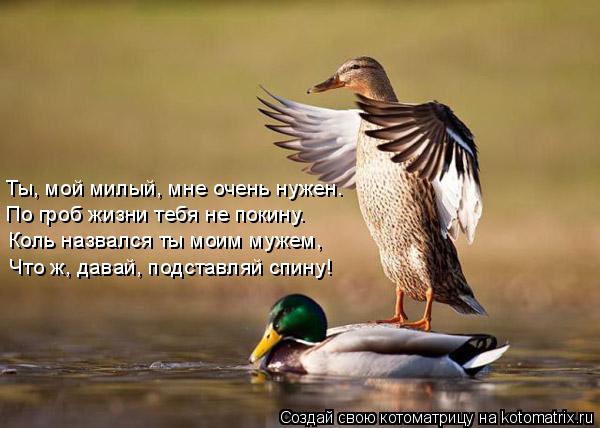 Котоматрица: Ты, мой милый, мне очень нужен. По гроб жизни тебя не покину. Коль назвался ты моим мужем, Что ж, давай, подставляй спину!