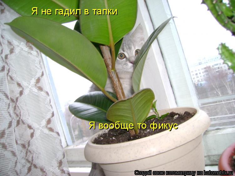 Котоматрица: Я не гадил в тапки Я вообще то фикус