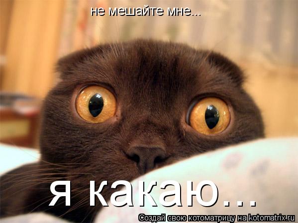 Котоматрица: не мешайте мне... я какаю...