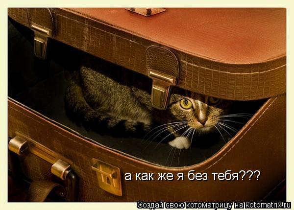 а как же я без тебя???... Котоматрица: а как же я без тебя???