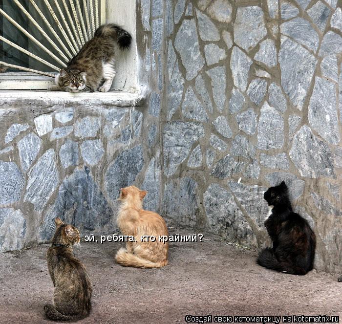 эй, ребята, кто крайний?... Котоматрица: эй, ребята, кто крайний?