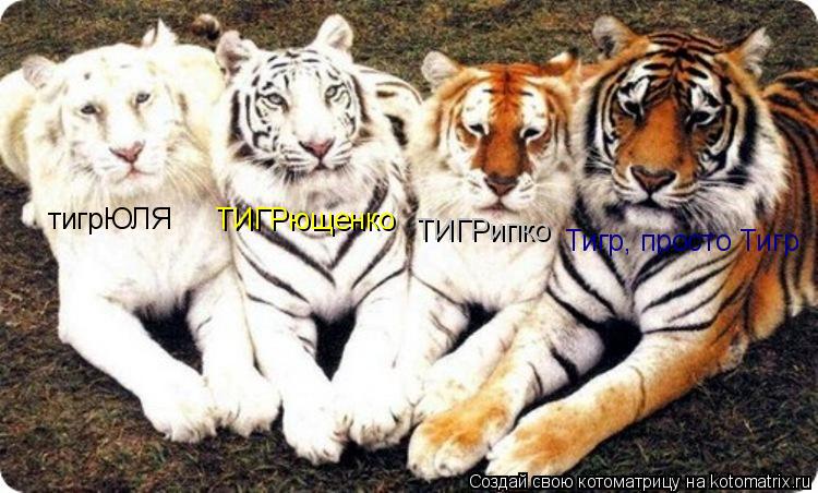 тигрЮЛЯ ТИГРющенко ТИГРипко Тигр, просто Тигр... Котоматрица: тигрЮЛЯ ТИГРющенко ТИГРипко Тигр, просто Тигр