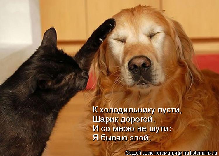 К холодильнику пусти, Шарик дорогой. И со мною не шути: Я бываю злой.... Котоматрица: К холодильнику пусти, Шарик дорогой. И со мною не шути: Я бываю злой.