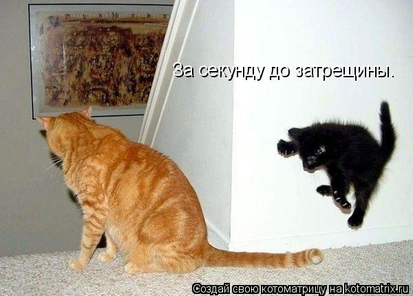 За секунду до затрещины.... Котоматрица: За секунду до затрещины.
