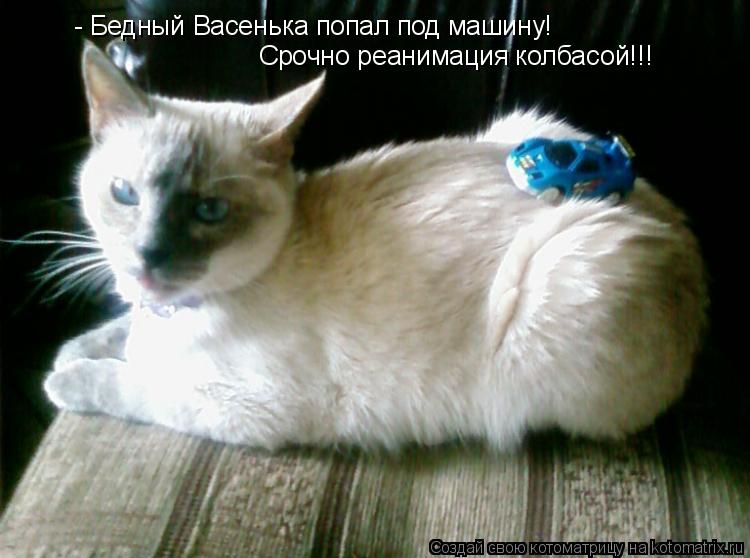 - Бедный Васенька попал под машину! Срочно реанимация колбасой!!!... Котоматрица: - Бедный Васенька попал под машину! Срочно реанимация колбасой!!!