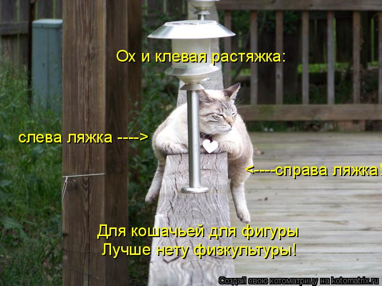 слева ляжка ----> <----справа ляжка! Ох и клевая растяжка: Для кошачьей для фигуры Лучше нету физкуль... Котоматрица: слева ляжка ----> <----справа ляжка! Ох и клевая растяжка: Для кошачьей для фигуры Лучше нету физкультуры!