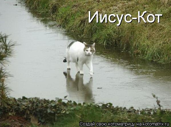 Иисус-Кот... Котоматрица: Иисус-Кот
