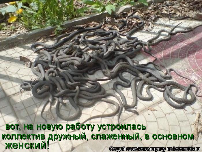 вот, на новую работу устроилась коллектив дружный, слаженный, в основном женский!... Котоматрица: вот, на новую работу устроилась коллектив дружный, слаженный, в основном женский!