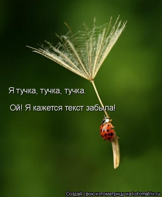 Я тучка, тучка, тучка. Ой! Я кажется текст забыла!... Котоматрица: Я тучка, тучка, тучка. Ой! Я кажется текст забыла!