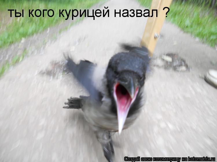 ты кого курицей назвал ?... Котоматрица: ты кого курицей назвал ?