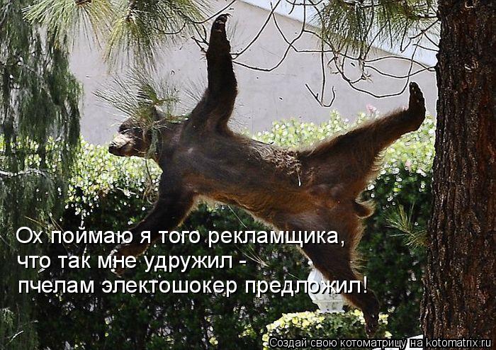 Ох поймаю я того рекламщика, что так мне удружил - пчелам электошокер предложил!... Котоматрица: Ох поймаю я того рекламщика, что так мне удружил - пчелам электошокер предложил!