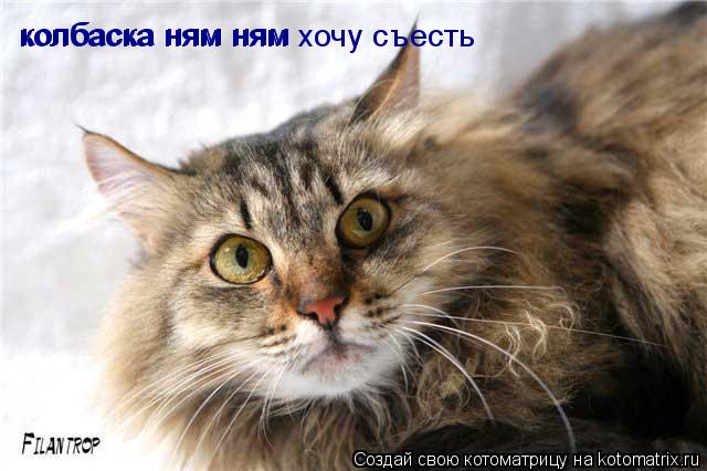 колбаска ням ням колбаска ням ням хочу съесть... Котоматрица: колбаска ням ням колбаска ням ням хочу съесть