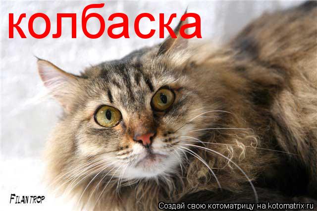 колбаска... Котоматрица: колбаска