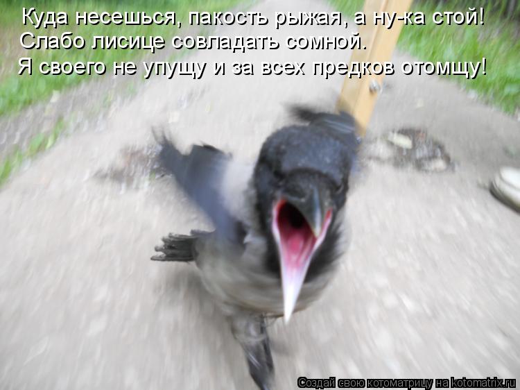 Куда несешься, пакость рыжая, а ну-ка стой! Слабо лисице совладать сомной. Я своего не упущу и за все... Котоматрица: Куда несешься, пакость рыжая, а ну-ка стой! Слабо лисице совладать сомной. Я своего не упущу и за всех предков отомщу!