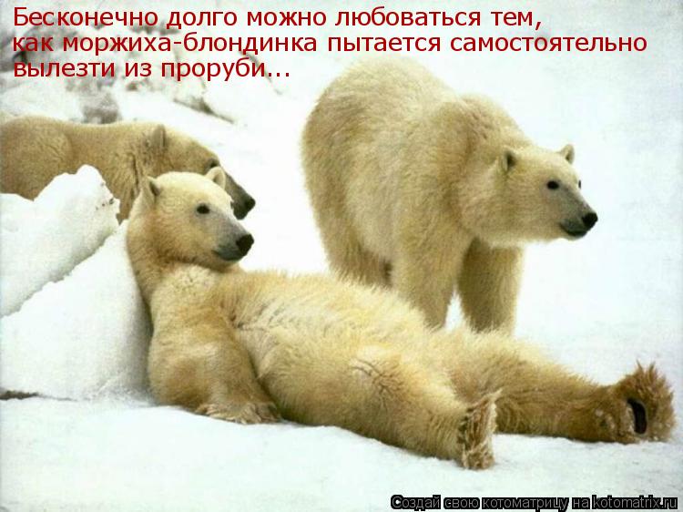 Бесконечно долго можно любоваться тем, как моржиха-блондинка пытается самостоятельно вылезти из прору... Котоматрица: Бесконечно долго можно любоваться тем, как моржиха-блондинка пытается самостоятельно вылезти из проруби...
