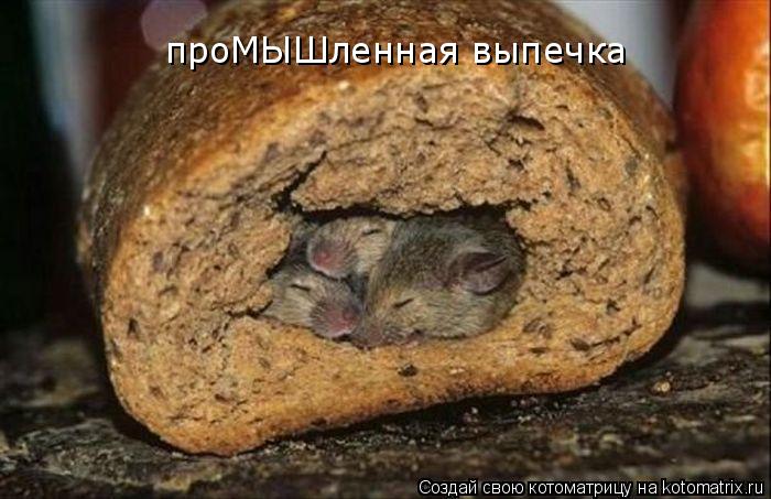 проМЫШленная выпечка... Котоматрица: проМЫШленная выпечка