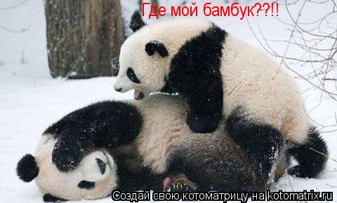 Где мой бамбук??!!... Котоматрица: Где мой бамбук??!!