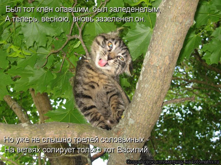 Был тот клён опавшим, был заледенелым, А теперь, весною, вновь зазеленел он. Но уже не слышно трелей ... Котоматрица: Был тот клён опавшим, был заледенелым, А теперь, весною, вновь зазеленел он. Но уже не слышно трелей соловьиных - На ветвях солирует только ко