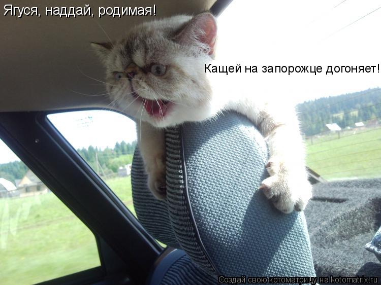 Ягуся, наддай, родимая! Кащей на запорожце догоняет!... Котоматрица: Ягуся, наддай, родимая! Кащей на запорожце догоняет!