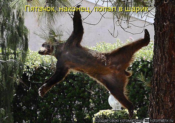 Пятачок, наконец, попал в шарик... Котоматрица: Пятачок, наконец, попал в шарик