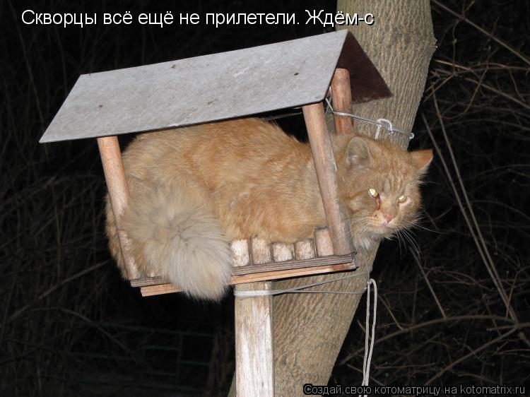Скворцы всё ещё не прилетели. Ждём-с... Котоматрица: Скворцы всё ещё не прилетели. Ждём-с