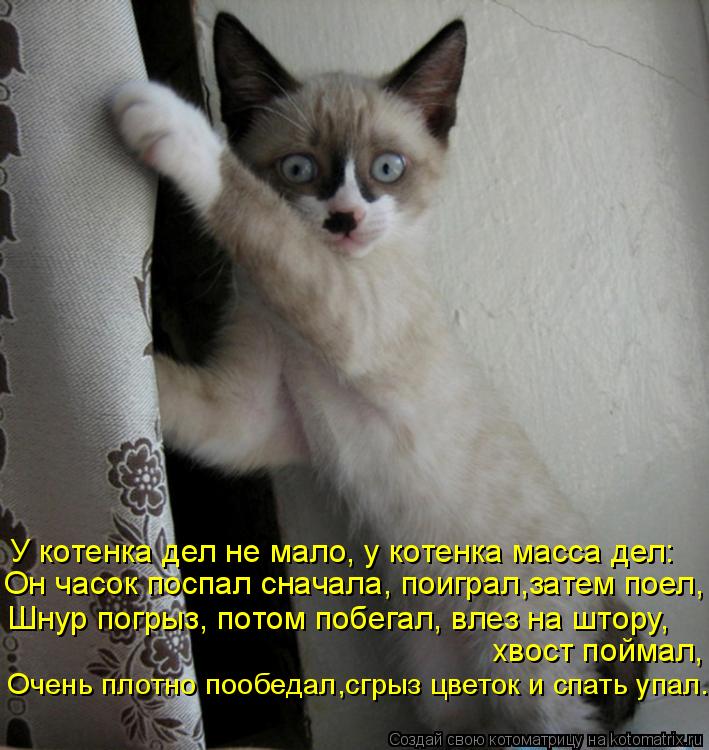 У котенка дел не мало, у котенка масса дел: Он часок поспал сначала, поиграл,затем поел, Шнур погрыз,... Котоматрица: У котенка дел не мало, у котенка масса дел: Он часок поспал сначала, поиграл,затем поел, Шнур погрыз, потом побегал, влез на штору, хвост пойма