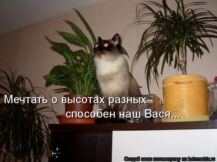 Мечтать о высотах разных способен наш Вася...... Котоматрица: Мечтать о высотах разных способен наш Вася...