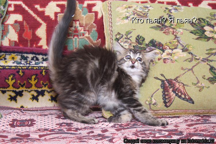 Кто пьян? Я пьян?... Котоматрица: Кто пьян? Я пьян?