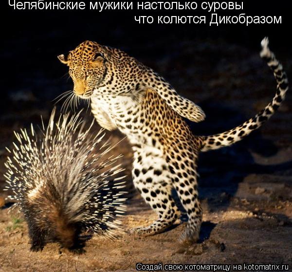 Челябинские мужики настолько суровы что колются Дикобразом... Котоматрица: Челябинские мужики настолько суровы что колются Дикобразом