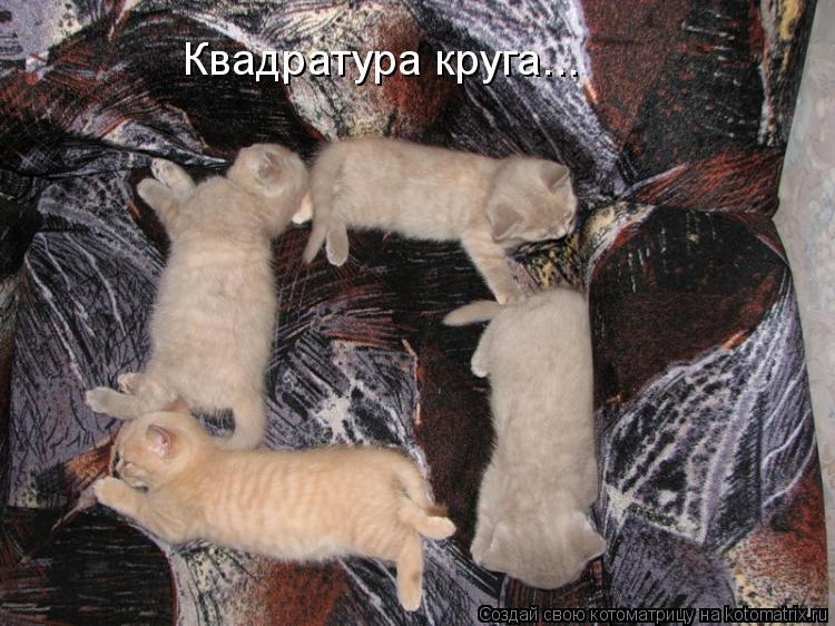 Квадратура круга...... Котоматрица: Квадратура круга...