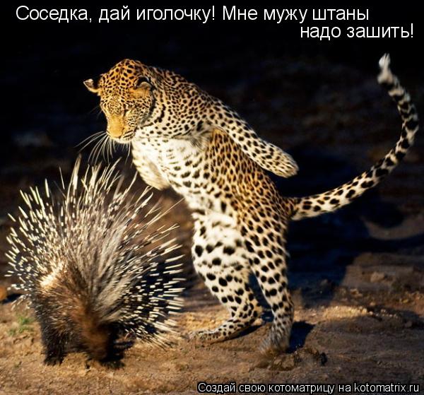 Соседка, дай иголочку! Мне мужу штаны надо зашить!... Котоматрица: Соседка, дай иголочку! Мне мужу штаны надо зашить!