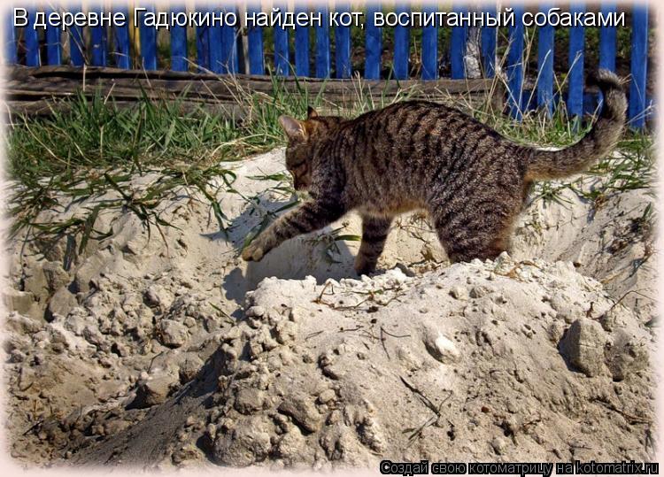 В деревне Гадюкино найден кот, воспитанный собаками... Котоматрица: В деревне Гадюкино найден кот, воспитанный собаками