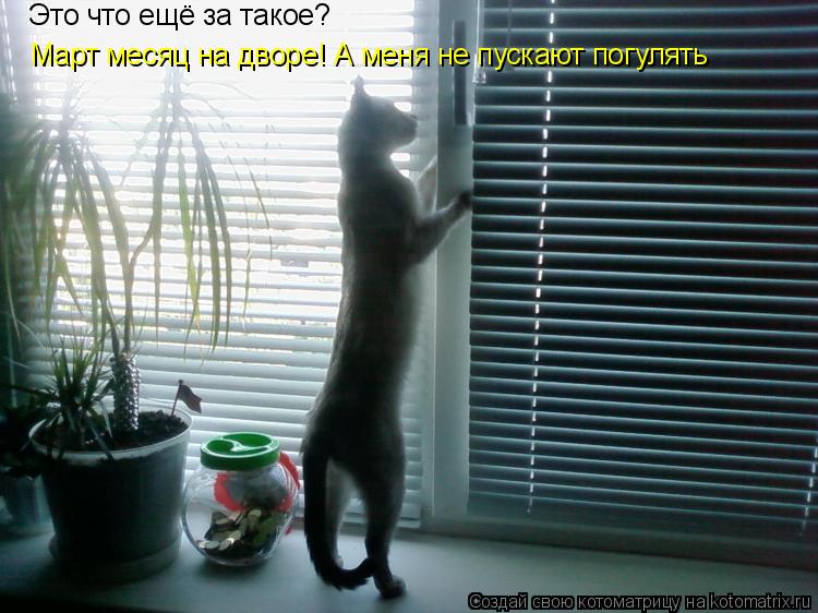 Это что ещё за такое? Март месяц на дворе! А меня не пускают погулять... Котоматрица: Это что ещё за такое? Март месяц на дворе! А меня не пускают погулять