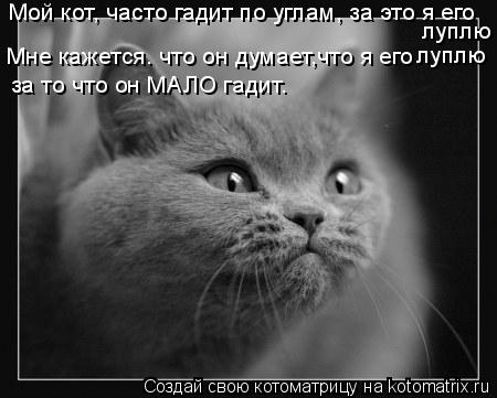 Мой кот, часто гадит по углам, за это я его луплю Мне кажется. что он думает,что я его луплю за то ч... Котоматрица: Мой кот, часто гадит по углам, за это я его луплю Мне кажется. что он думает,что я его луплю за то что он МАЛО гадит.