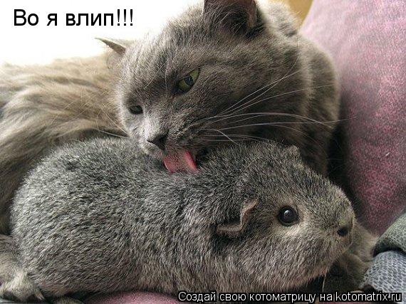Во я влип!!!... Котоматрица: Во я влип!!!
