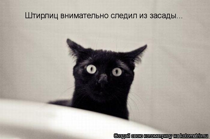Штирлиц внимательно следил из засады...... Котоматрица: Штирлиц внимательно следил из засады...