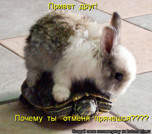 Привет друг! Почему ты отменя прячешся????... Котоматрица: Привет друг! Почему ты отменя прячешся????