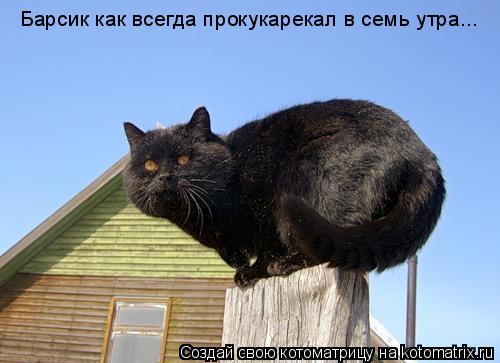 Барсик как всегда прокукарекал в семь утра...... Котоматрица: Барсик как всегда прокукарекал в семь утра...