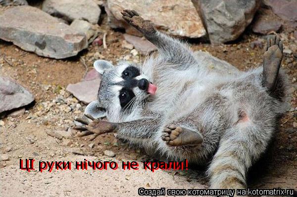 ЦI руки нiчого не крали! ЦI руки нiчого не крали!... Котоматрица: ЦI руки нiчого не крали! ЦI руки нiчого не крали!