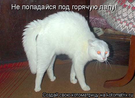 Не попадайся под горячую лапу!... Котоматрица: Не попадайся под горячую лапу!