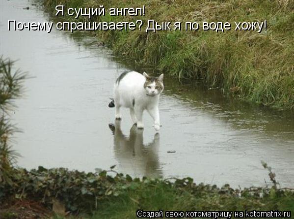 Я сущий ангел! Почему спрашиваете? Дык я по воде хожу!... Котоматрица: Я сущий ангел! Почему спрашиваете? Дык я по воде хожу!