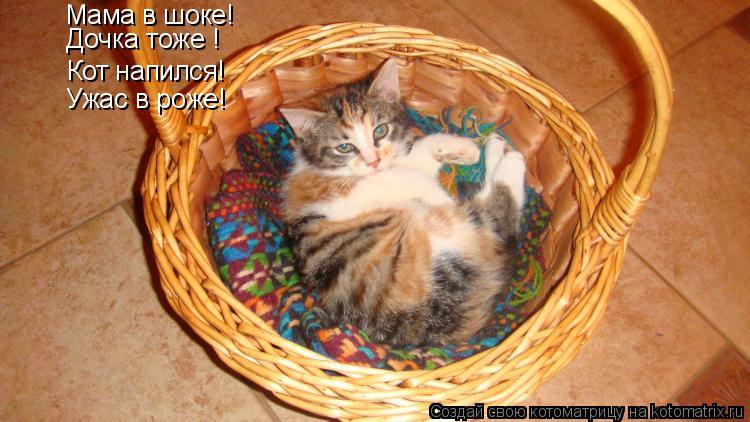 Мама в шоке! Дочка тоже ! Кот напился! Ужас в роже!... Котоматрица: Мама в шоке! Дочка тоже ! Кот напился! Ужас в роже!