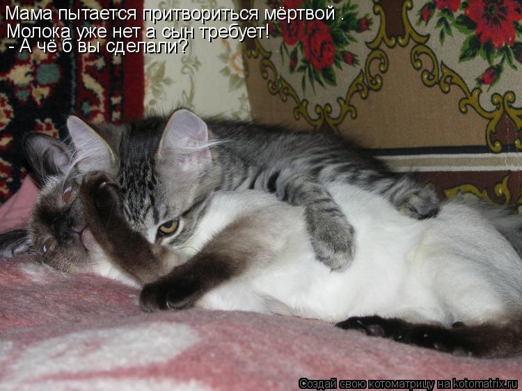 Мама пытается притвориться мёртвой . Молока уже нет а сын требует! - А чё б вы сделали?... Котоматрица: Мама пытается притвориться мёртвой . Молока уже нет а сын требует! - А чё б вы сделали?