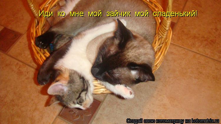 Иди ко мне мой зайчик мой сладенький!... Котоматрица: Иди ко мне мой зайчик мой сладенький!