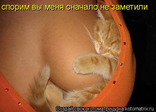 спорим вы меня сначало не заметили... Котоматрица: спорим вы меня сначало не заметили