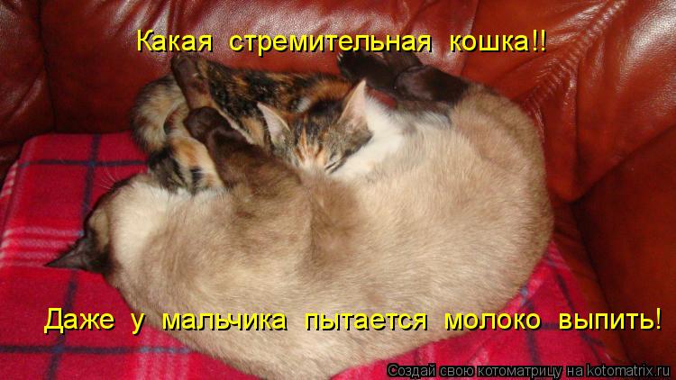 Какая стремительная кошка!! Даже у мальчика пытается молоко выпить!... Котоматрица: Какая стремительная кошка!! Даже у мальчика пытается молоко выпить!