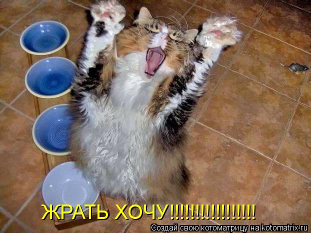 ЖРАТЬ ХОЧУ!!!!!!!!!!!!!!!!!... Котоматрица: ЖРАТЬ ХОЧУ!!!!!!!!!!!!!!!!!