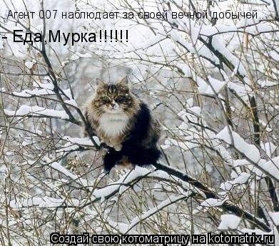 Агент 007 наблюдает за своей вечной добычей... - Еда,Мурка!!!!!!... Котоматрица: Агент 007 наблюдает за своей вечной добычей... - Еда,Мурка!!!!!!